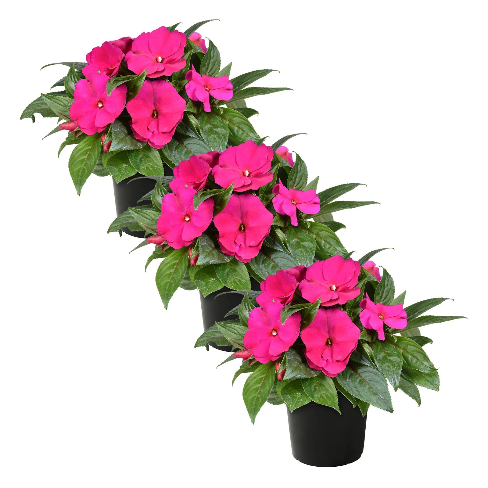 Live Flowering New Guinea Impatiens - Shades of Pink (3 Plants Per Pack) - Be... gallery
