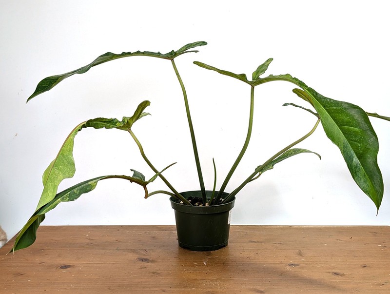Philodendron Joepii Variegated Aurea - Exact Plant #13A gallery
