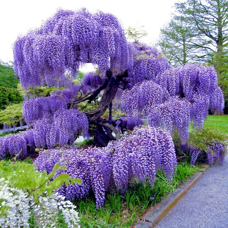 5 Chinese Blue Wisteria sinensis Tree Seeds Fast Climber Flower Vine Hardy Plant gallery