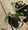 Rare Hoya Finlaysonii Trang Splash 14” Long In 3” Pot. gallery