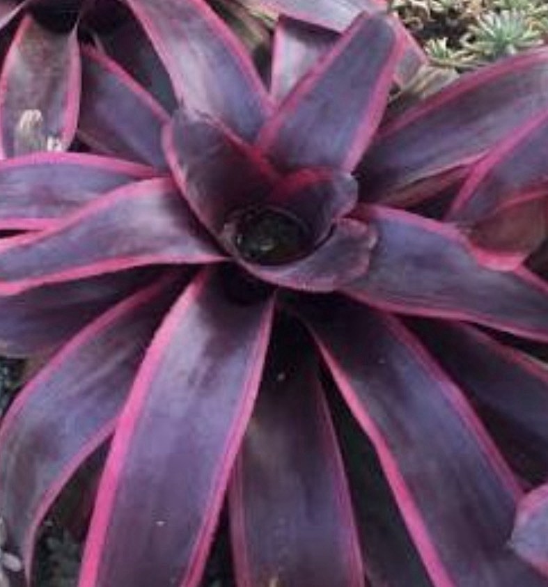 Neoregelia ‘Chester ’ Bromeliad gallery