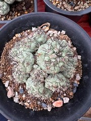 1pc 8.4cm multi-head Ortegocactus macdougallii Selfrooted Emperor Pill WYSIWYG/