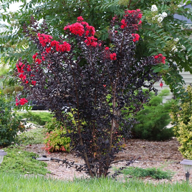 Ruby Thunderstruck Crape Myrtle Starter Lagerstroemia Rooted "STARTER" Plant gallery