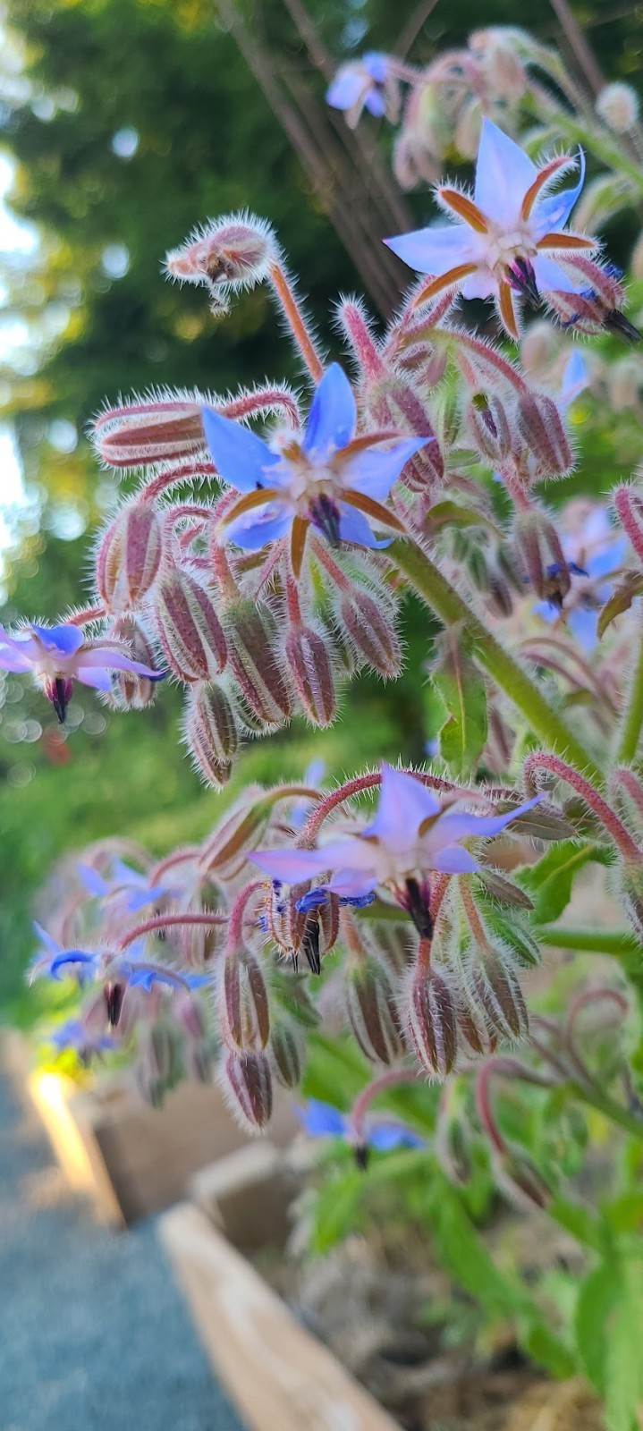 Organic Heirloom *BORAGE* Herb Seeds 💙 Edible Flowers! Attract Pollinators! 🐝 gallery