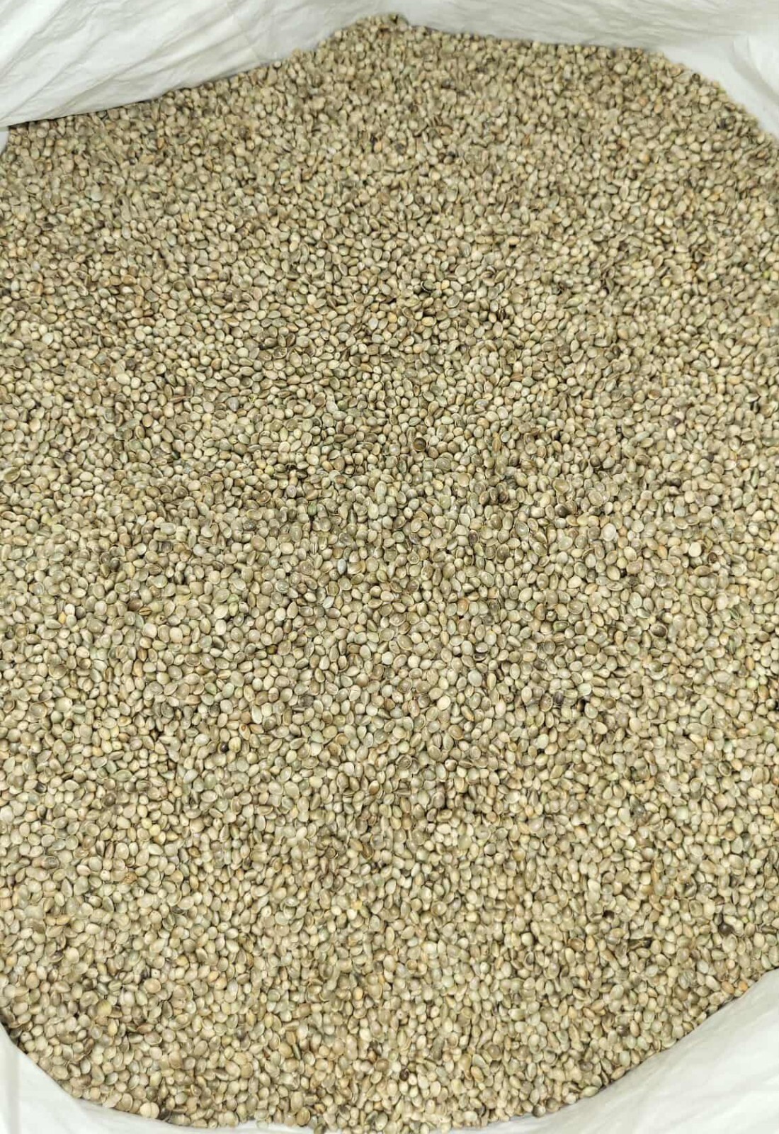 Premium Kosher Hemp Seed Nuts – 100% Food Grade & Nutrient-Rich! gallery