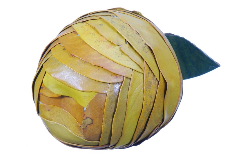 Leaf Twig Apple Natural Green Rustic Country Fruit Craft Decor Filler 630f gallery