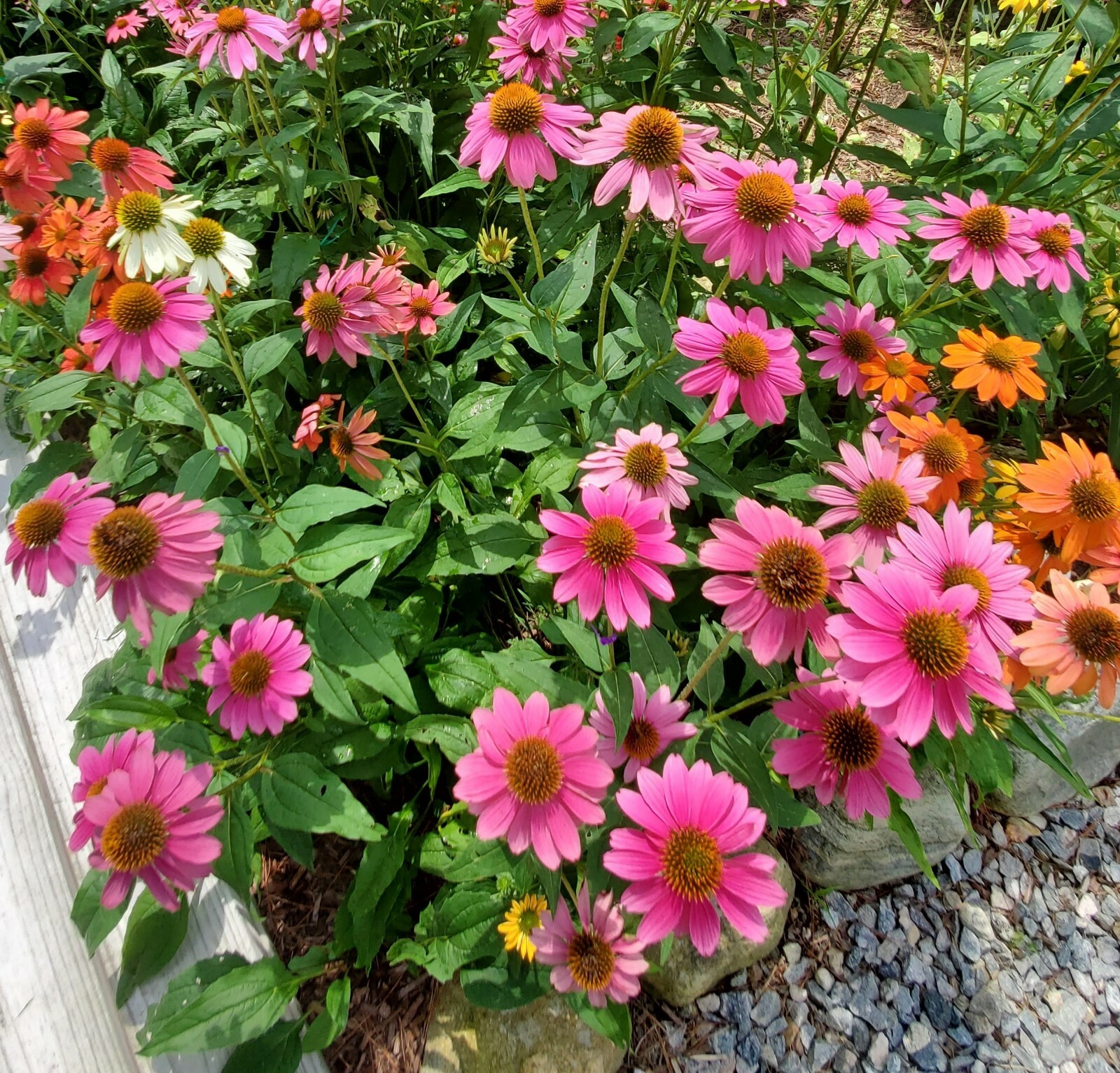 Raspberry Sherbet Coneflower 30+ Seeds Echinacea Pow Wow / Sombrero Perennial gallery