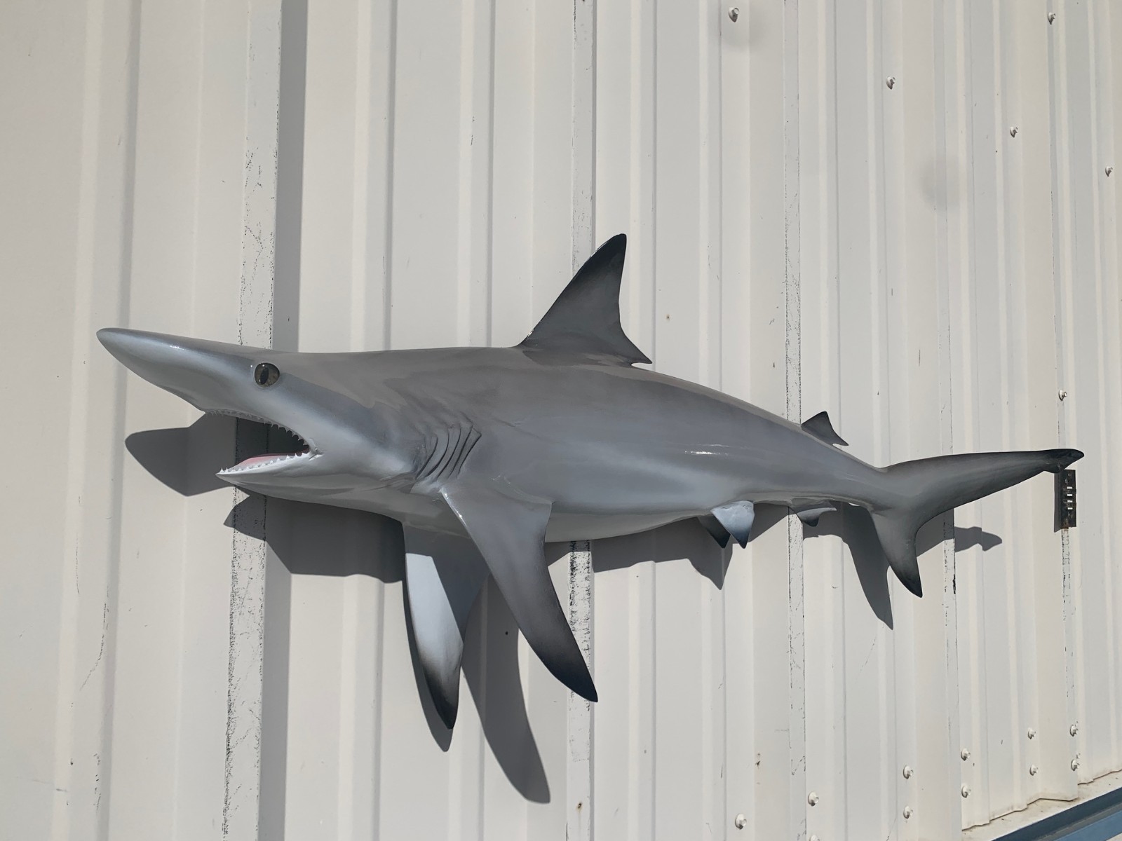 45" Blacktip Shark Half Mount Shark Replica - Quick production gallery