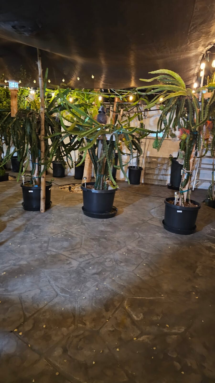 DRAGON FRUIT CUTTINGS - MULTIPLE VARIETIES 8-12 inches gallery