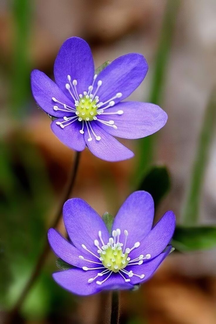 Hepatica (Anemone hepatica) | Bare-root gallery