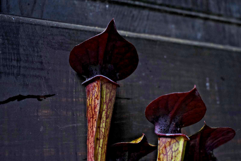 🔥 SINGLE DIVISION Sarracenia Alata Red x Oreo Live Pitcher Plant SHIPS BAREROOT gallery