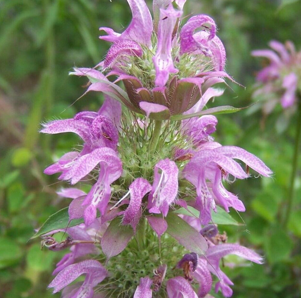 LEMON MINT SEEDS 600+ MONARDA CITRIODORA perennial HERB garden FRAGRANT bees gallery
