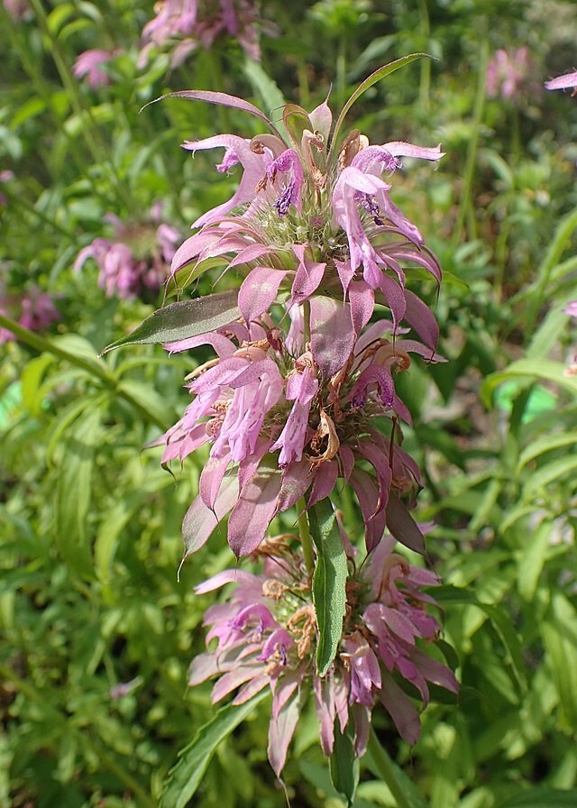 Monarda citriodora | Lemon Mint | Lemon Bee Balm | 1000 Seeds gallery