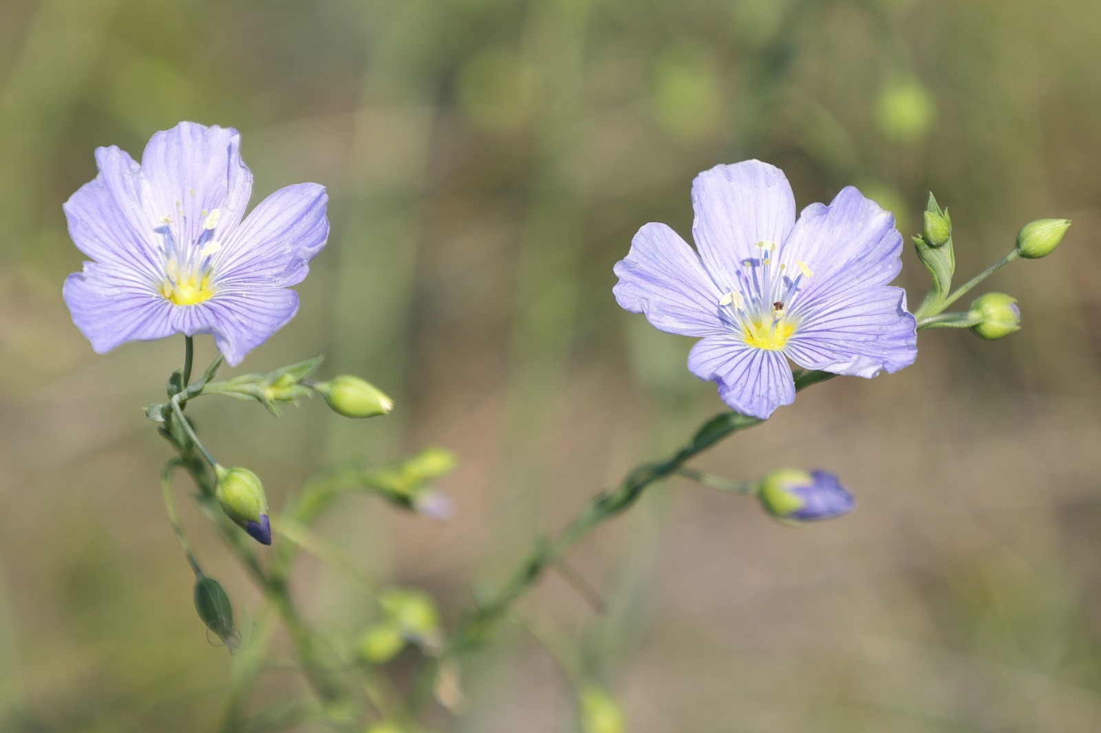 Lewis Flax Seeds California Native Flower Linum lewisii Protect Biodiversity Tod gallery