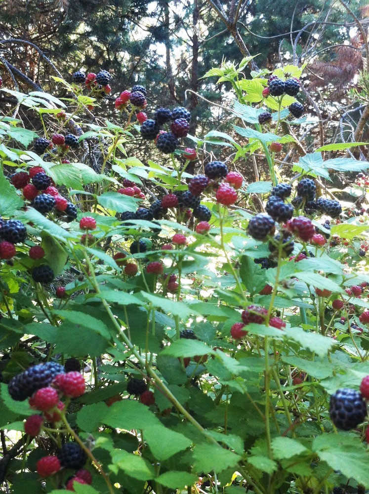 1 Ohio Treasure black raspberry plant Everbearing. Zones 3-8 gallery
