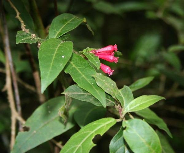 Cestrum elegans | Bastard Jasmine | Red Cestrum | 10 Seeds gallery