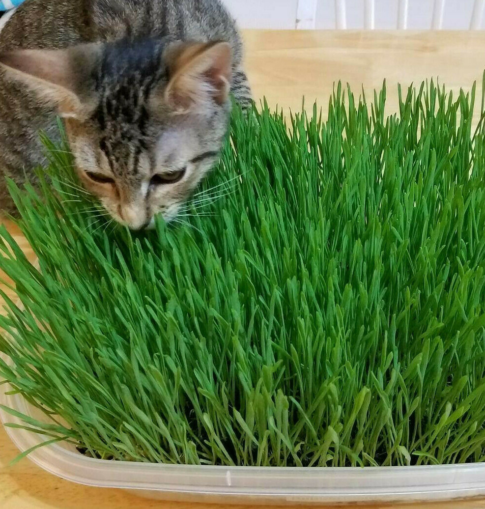12g(400+) Cat Grass Wheat Sprouting Seeds 0.42oz-Fast Growing Non-GMO Wheatgrass gallery