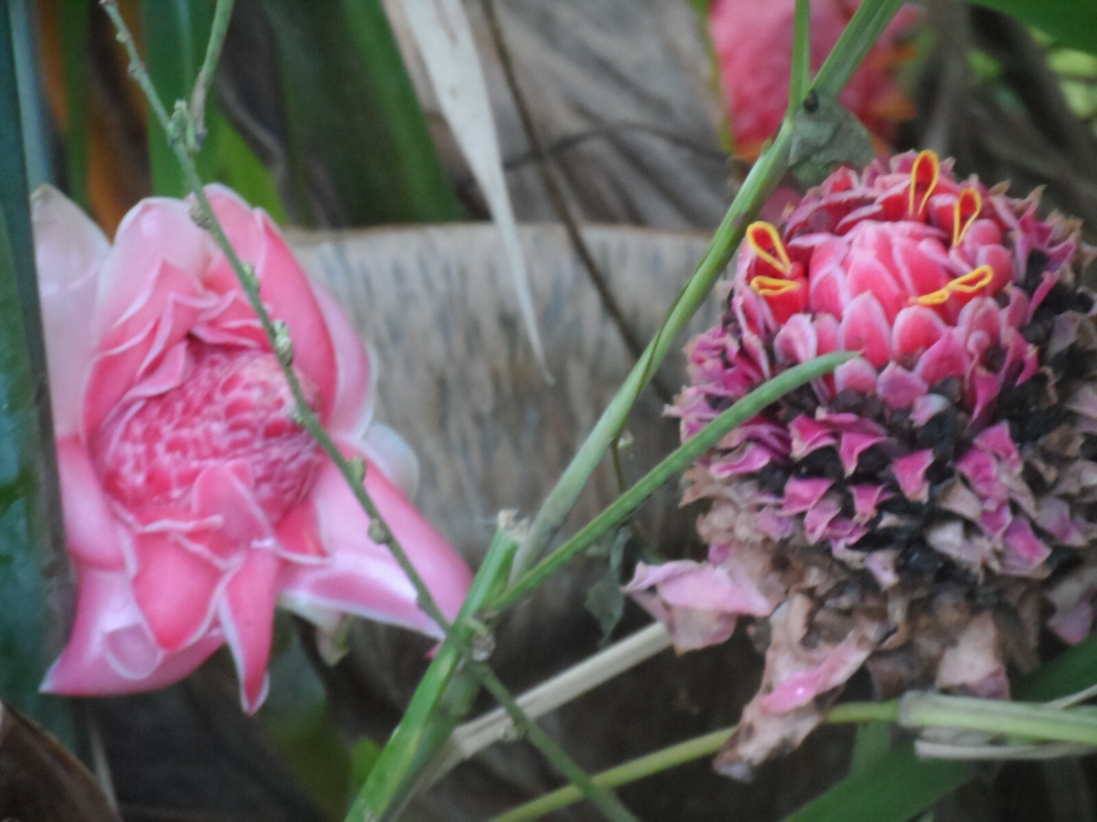 1x PINK TORCH GINGER, ETLINGERA LIVE RHIZOME TROPICAL EXOTIC FLOWER, Ships free gallery