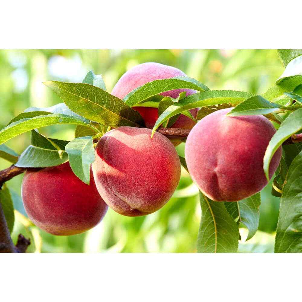 3 Ft. Frost Peach Tree Semi Dwarf with Cold Hardy and Delicious Fruit gallery