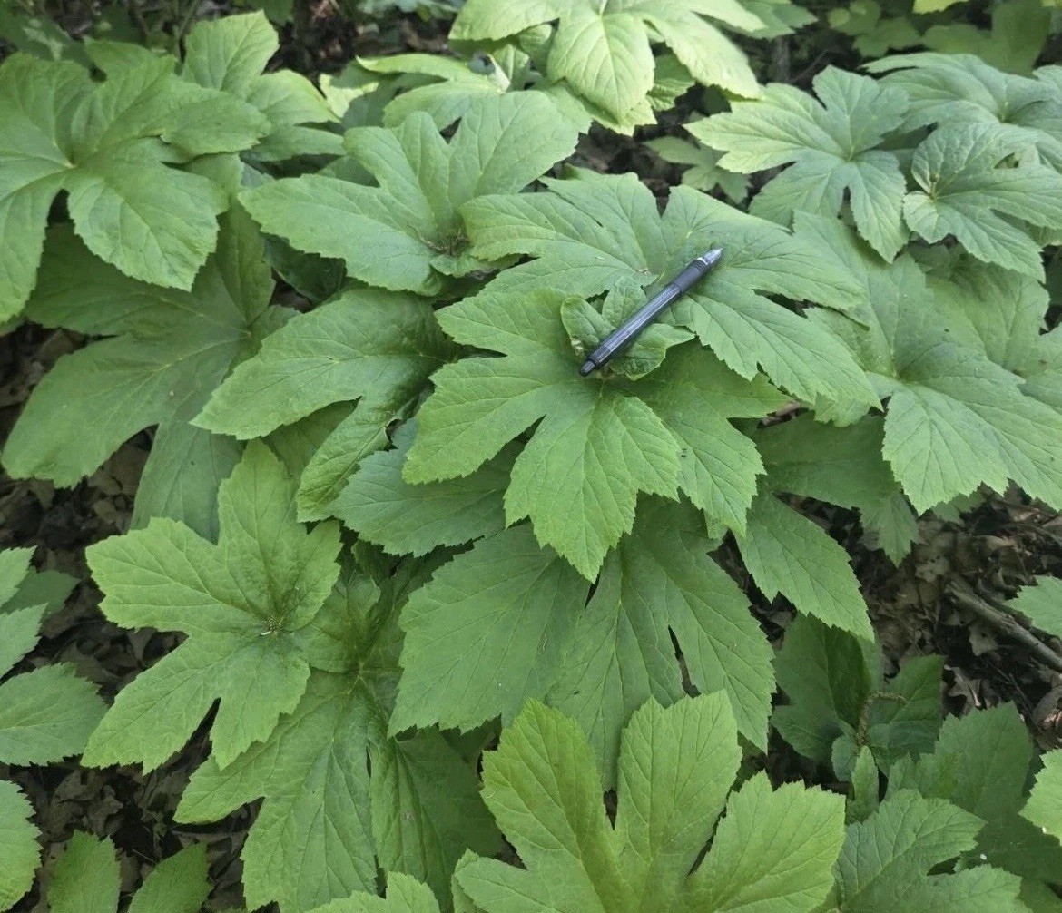 Goldenseal 10 Bare Live Roots for Transplant M-XL Size (Hydrastis canadensis) gallery