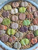 Live 10pc Lithops assorted succulents, 0.6-0.8" Bare root Wedding Favors gallery
