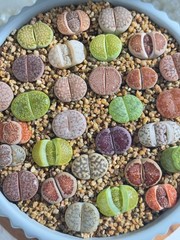 Live 10pc Lithops assorted succulents, 0.6-0.8″ Bare root Wedding Favors
