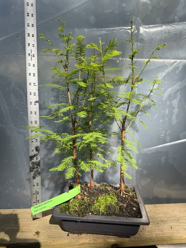 3 Tree Bald Cypress - Bonsai gallery