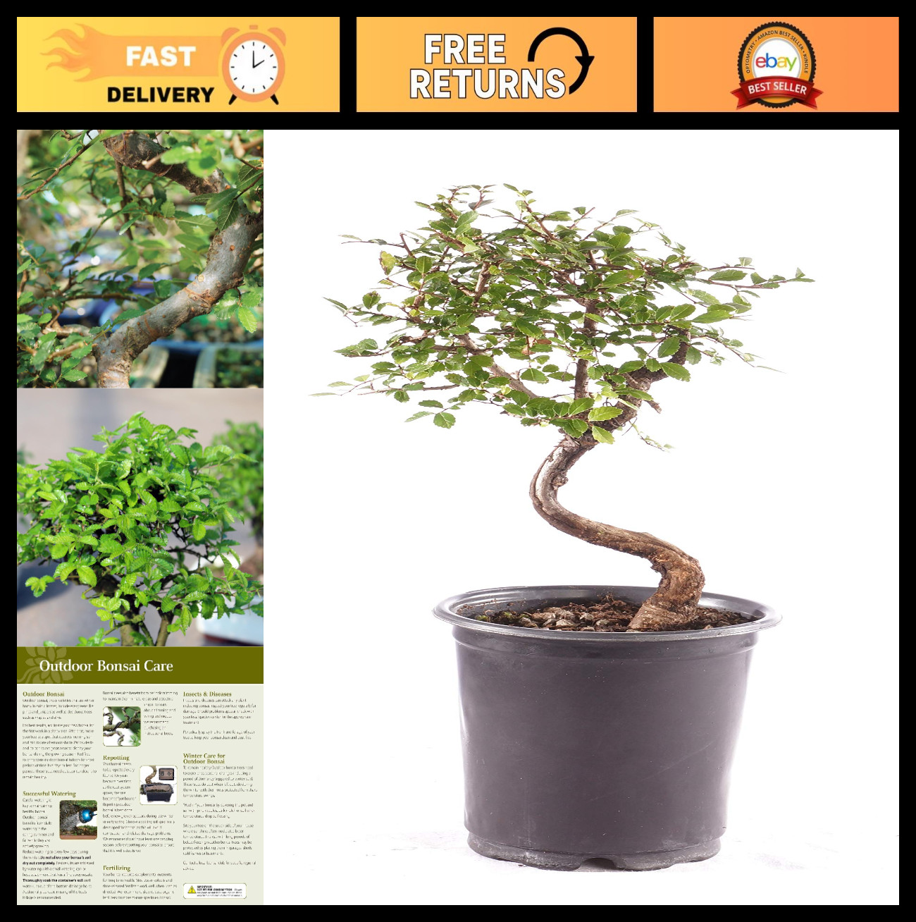 Live Chinese Elm Bonsai Tree - 5 Years Old, 6"-8" Tall, Outdoor Plant in Grower gallery