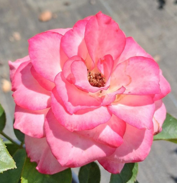 NICHOLE Everblooming Floribunda Rose 2 Gal Bush Plants Plant Roses White Pink gallery