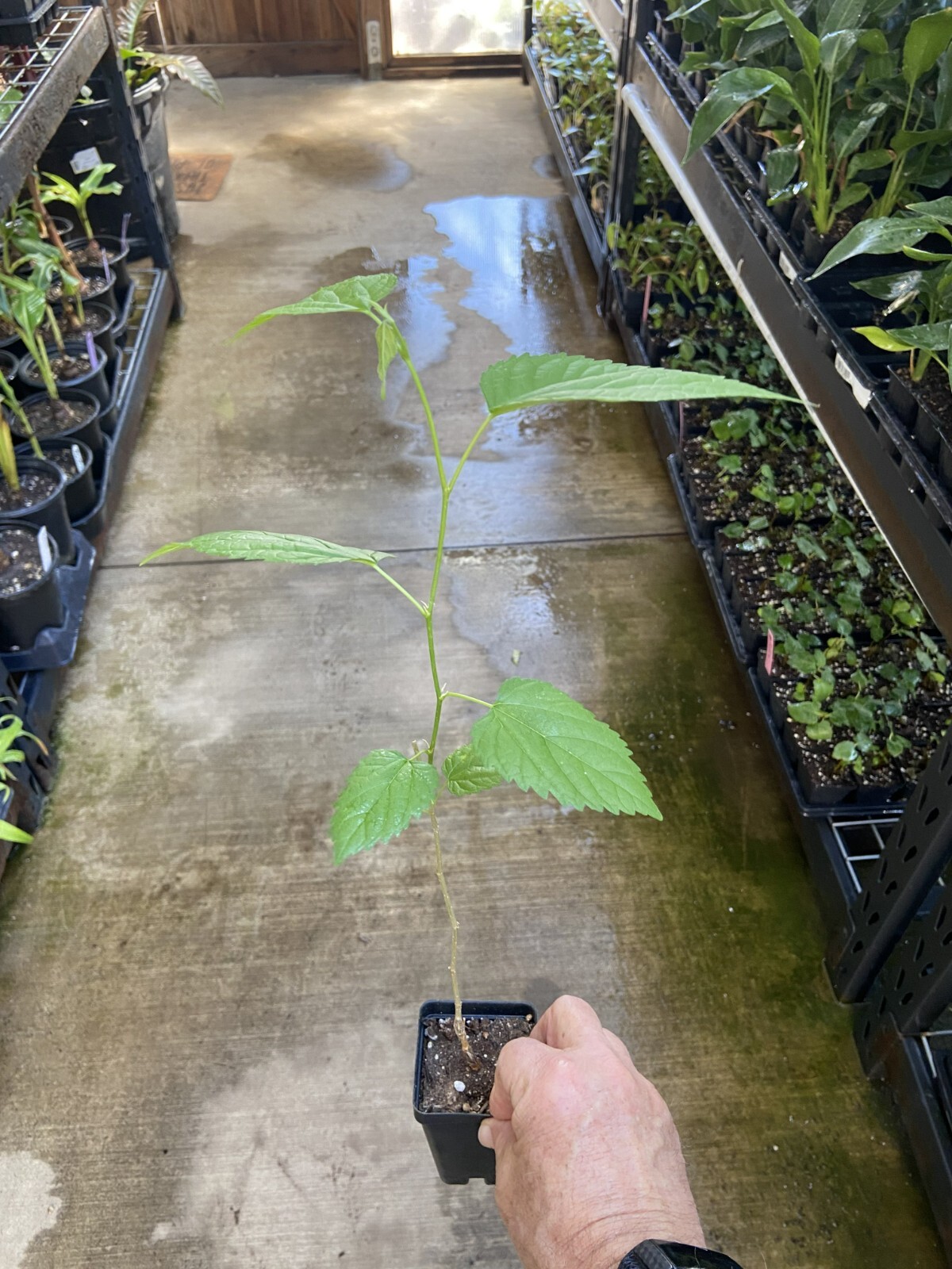 Mulberry Tree - 'Illinois Everbearing' - Live Plant, Excellent Fruit gallery