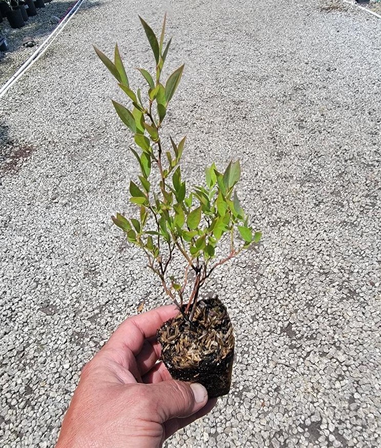 ( 1 ) - Premier Rabbiteye Blueberry - Starter Plant ( 4m ) ( 1 live plant ) gallery