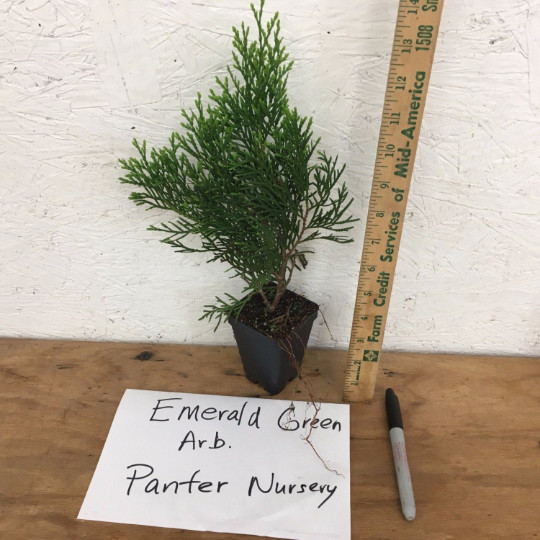 EMERALD GREEN Arborvitae 2.5" pot - (Thuja occidentalis) gallery