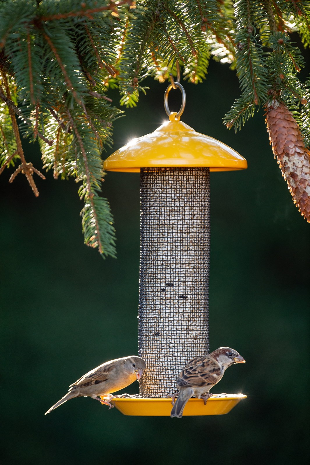 Finch Feeder, Metal ScreenThistle Seed, Yellow gallery