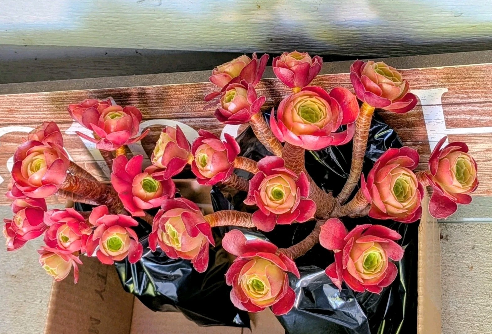 Buy One Get One 20"H~22"H Clustered Roses Aeonium Tree Stumps @Door Pick Up gallery