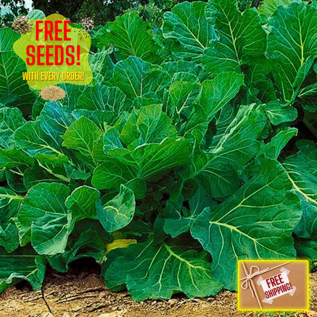 Portuguese Kale Seeds | Heirloom Non-GMO | Fresh Vegetable Seeds | Rare Seeds gallery
