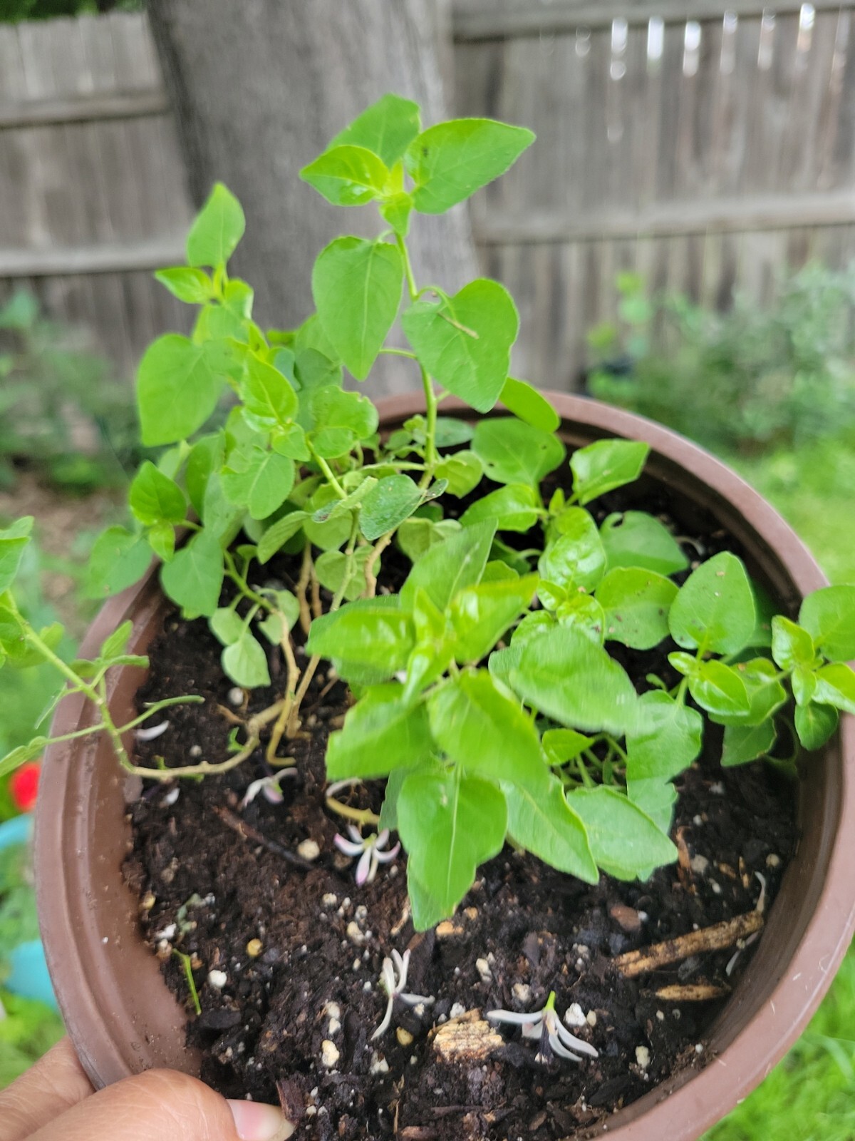 Chile Pequin HOT PEPPER (Capsicum annuum) TEPIN PETIN Chile del Monte plant gallery