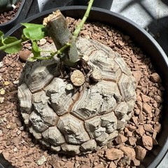 Succulent Cactus Plant Dioscorea Elephantipes Dioscoreaceae Garden Beautiful 7CM