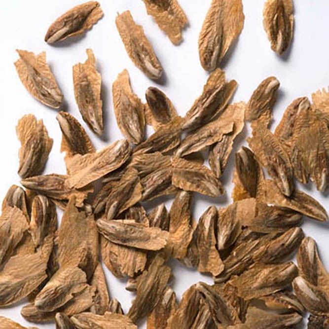 Incense Cedar, Libocedrus decurrens (Calocedrus decurrens) Tree Seeds (Evergreen gallery