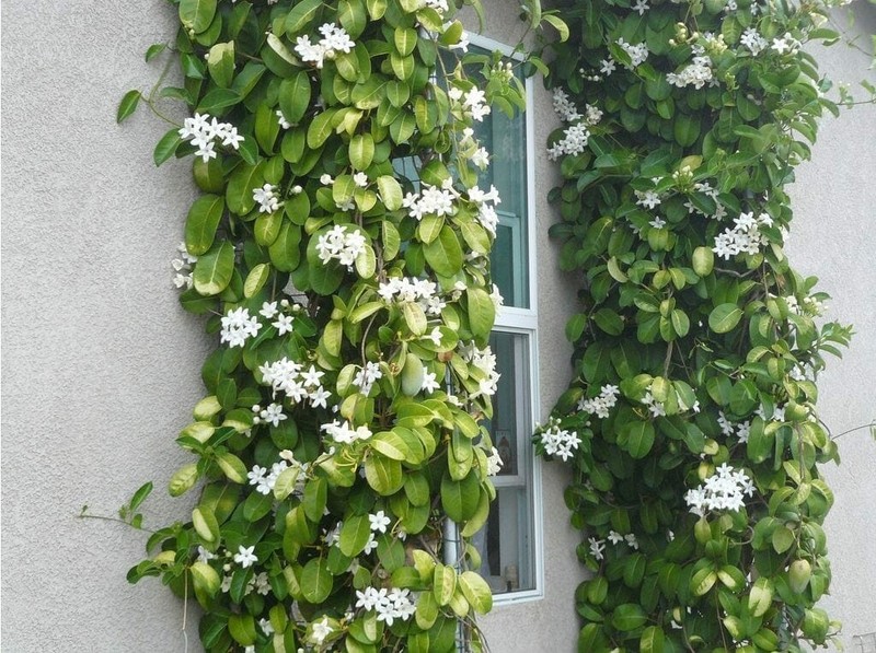 Madagascar jasmine ~GREEN LEAF STEPHANOTIS ~Small Rooted STARTER Plant~Fragrant! gallery