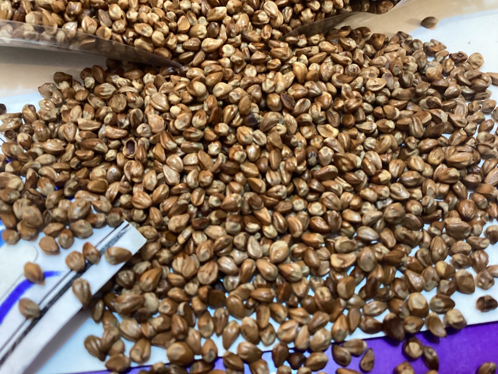 Eastern Red Cedar Tree Seeds gallery