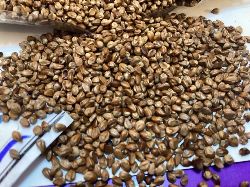 Eastern Red Cedar Tree Seeds gallery