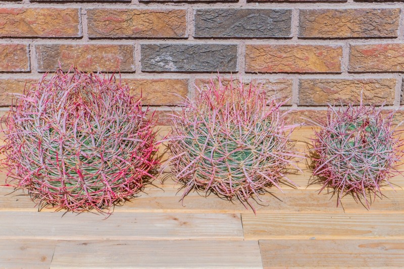 Ferocactus Cylindraceus v. Lecontei, Red Fire Barrel Cactus, Live Plant, S/M/L gallery