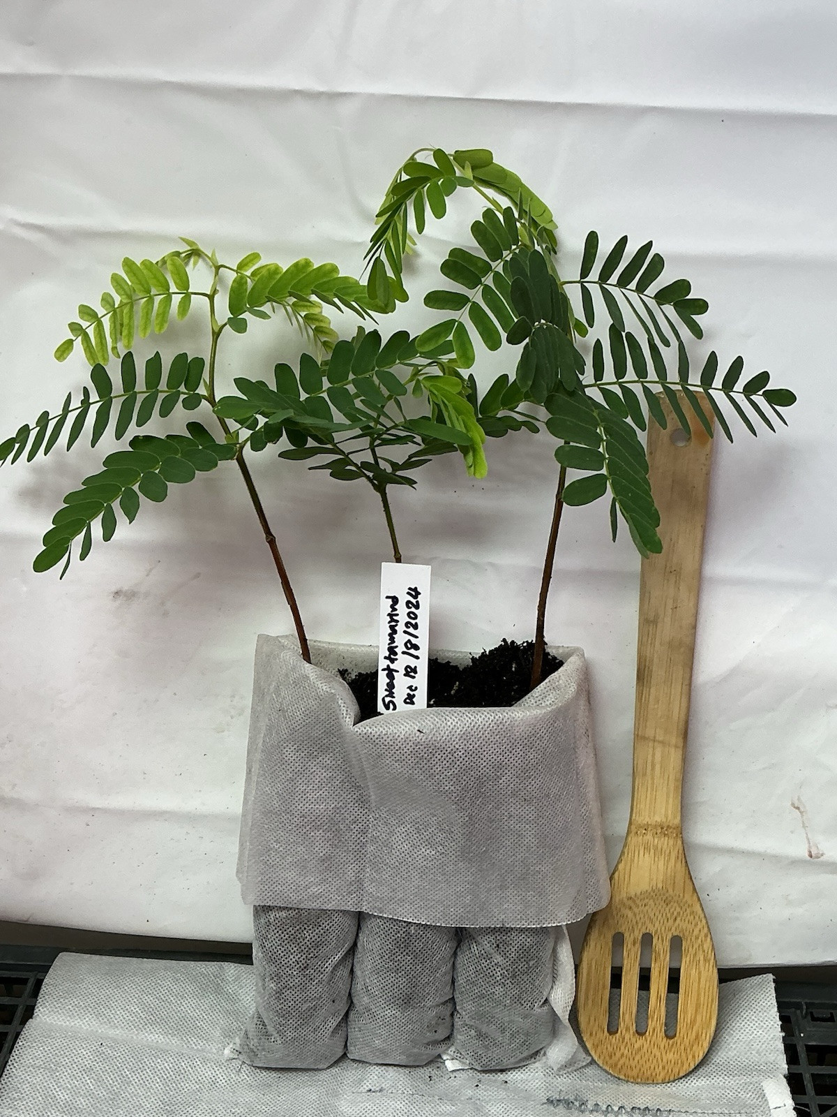 Sweet Tamarind Fruit Tree. Healthy Live Sweet Tamarind Plant (Pack Of 3) gallery