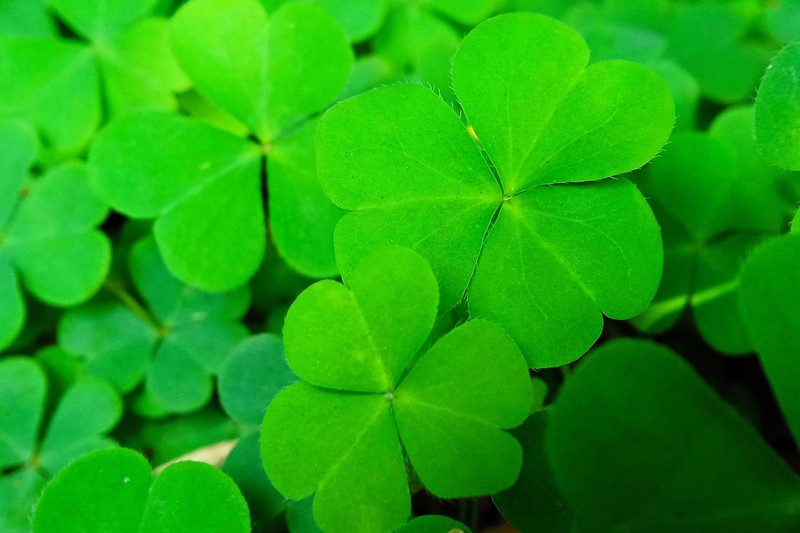 2000 MICROCLOVER Dwarf Miniature Trifolium Repens White Flower Clover Lawn Seeds gallery