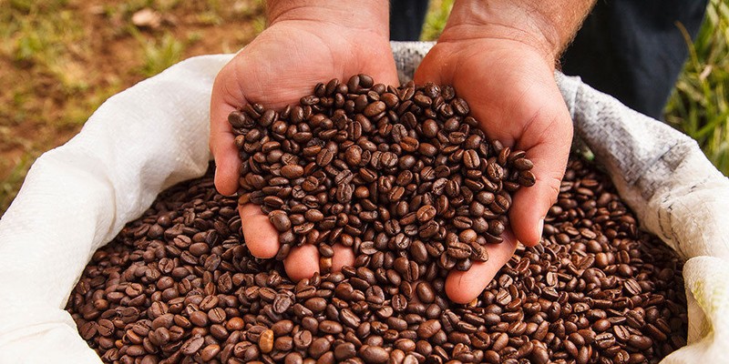 1 LB UGANDA BUGISU SAMPLE ROASTED COFFEE WHOLE BEAN, GROUND - ARABICA ORGANIC gallery
