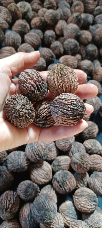 Black Walnuts 20 Lbs hulled, in shell fresh harvest 2025, GA Non GMO ORGANIC gallery