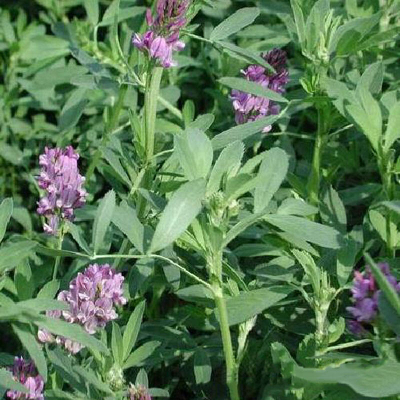 2000Pcs Alfalfa seeds for Planting - High-Yielding Forage Crop, Nitrogen-Fixing gallery