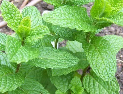 Peppermint Live Edible Aromatic Herb Plant Pack easy care herbs Chocolate mint gallery