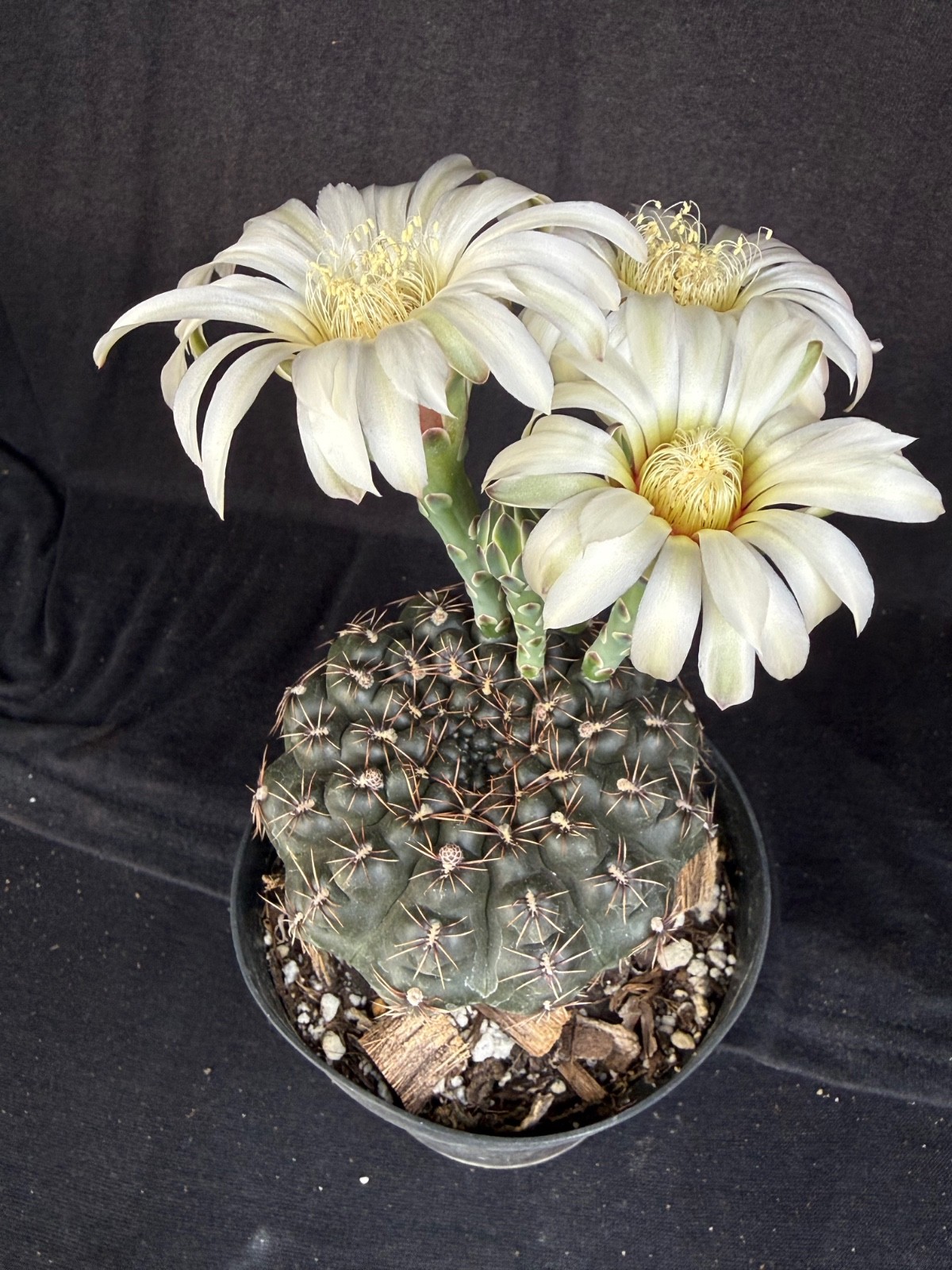 Gymnocalycium schroederianum v. boessi, 4" pot cactus plant gallery