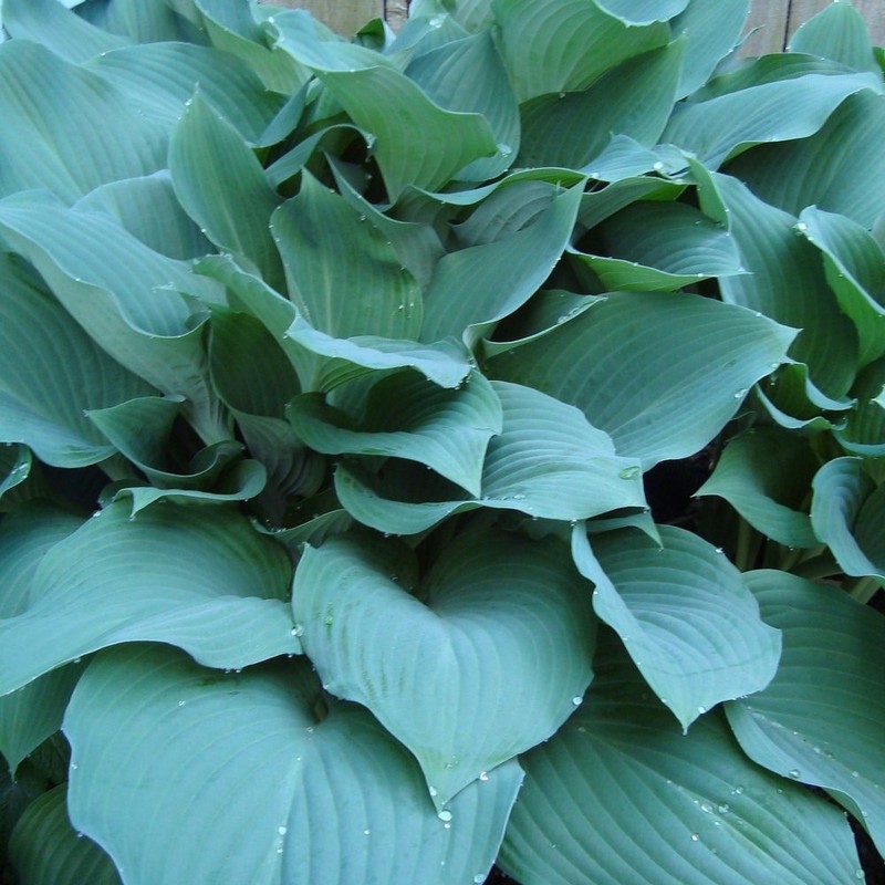 Big Blue Bressingham Hosta - 3 Bare Roots - Hardy and Shade Tolerant Plants for gallery